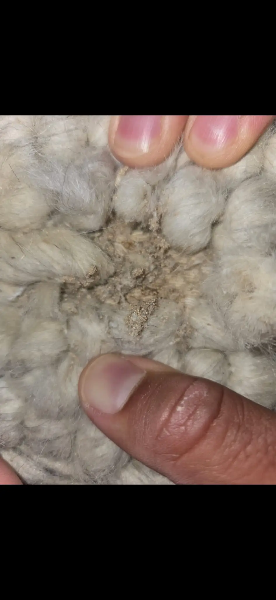 Close-up of wool rug pile with moth debris and larvae casings, a finger for scale